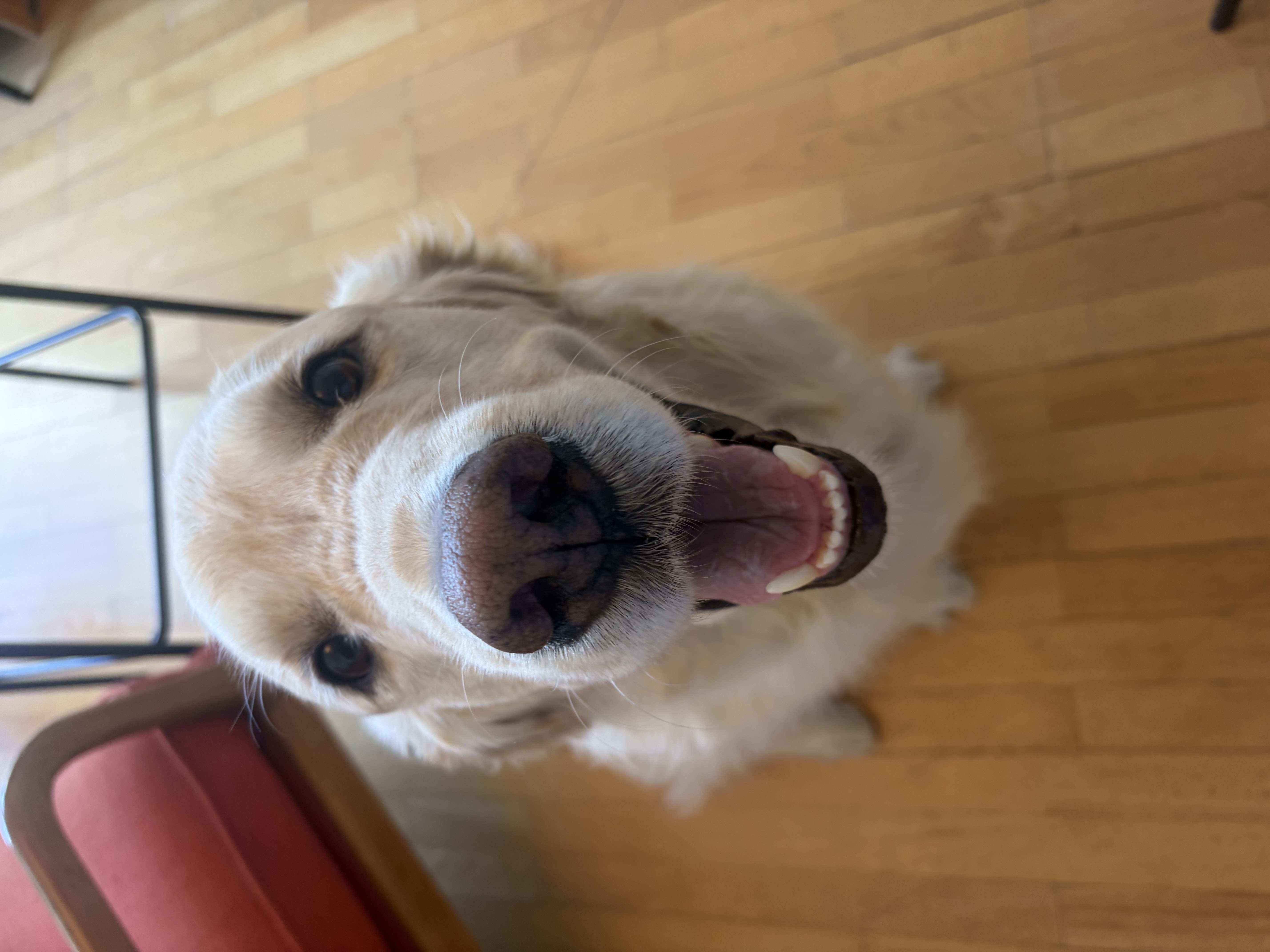 Astha's smiling golden retriever
